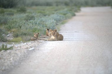 cute baby lion mother and lion cubs in the sand of the african savanna. the family of lions in the wild.