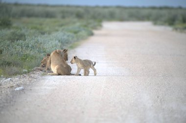 Afrika yolunda iki aslan.