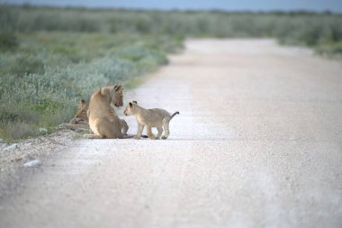 Namibya 'da yolda oynayan aslan yavruları