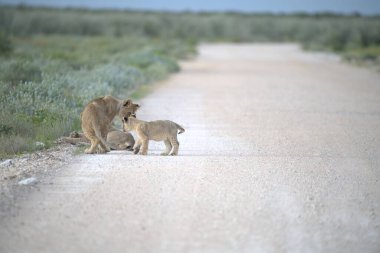 Aslan yavrusu anne ve yavrusuyla toprak yolda oynuyor.