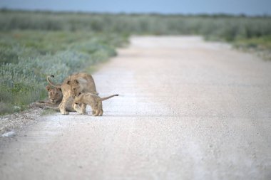 Aslan ailesi yolda yürüyor, etosha, namibya