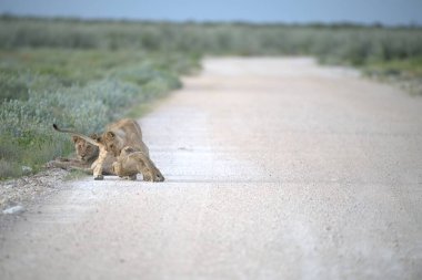 Yolda iki genç aslan var.