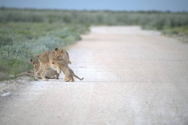 Genç aslan Namibya bozkırında kameraya doğru yürüyor.