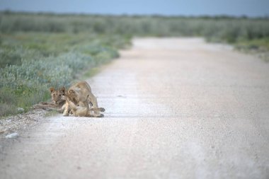 Savanadaki vahşi aslanlar