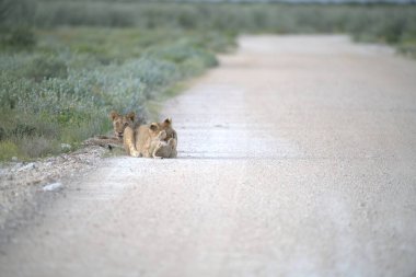 Aslanlar yolda. Aslan Panthera Leo 'nun aslanıdır. Aslan sürüsü ve aslan sürüsü..