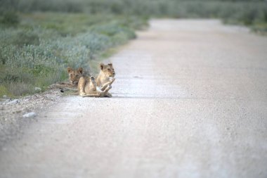 Aslanlar vahşi doğada