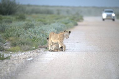 Yoldaki sevimli bir kedinin güzel bir fotoğrafı.