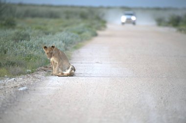 Namibya 'daki Etoşa bozkırının ortasında aslan (panthera leo).