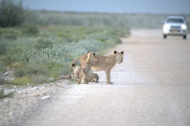 lions walking along road in the etosha national park