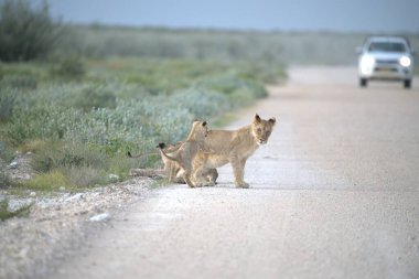 Afrika, Namibya çölünde bir aslan.