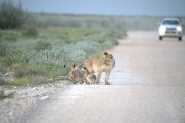 lion cub and young mother walking along the road in namibia. wildlife.