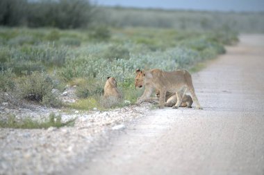Yolda bir grup aslan var.