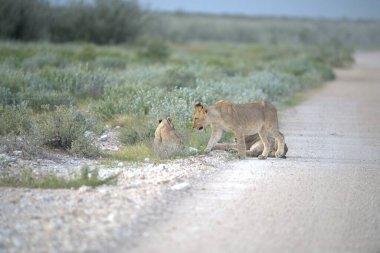 Afrika bozkırında bir grup aslan.