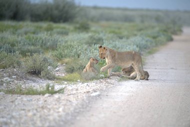 cute red wild lion in the desert