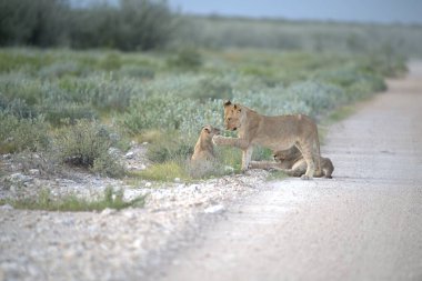 Etoşa Ulusal Parkı 'ndaki vahşi aslanlar, namibya