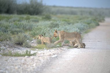 Bir grup aslan yolda yürüyor.