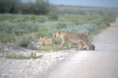 Bir grup vahşi kedi.