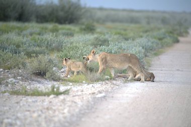 Bir grup genç vahşi kedi çölde yoldalar.