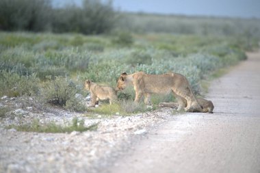 Çöldeki bir grup vahşi aslan.