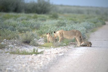 Vahşi hayvanlar, vahşi yaşam.