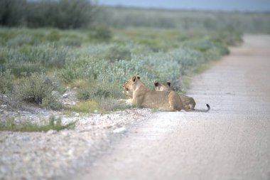 lion in the african savanna in kruger, south africa.
