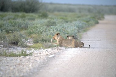 Etoşa parkındaki aslanlar.