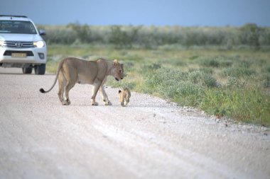 Afrika bozkırında vahşi bir aslan