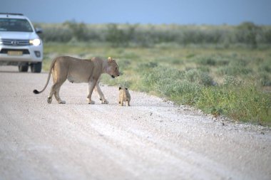Genç bir aslan ve çölde bir aslan.