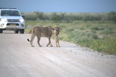 Çöldeki vahşi hayvanlar