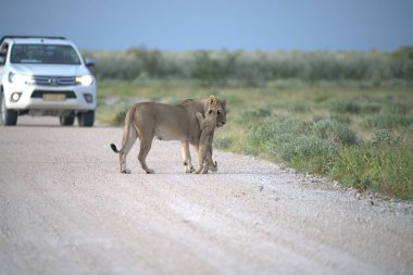 Genç vahşi aslan bozkırda