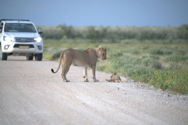 Vahşi bir aslan ve bir bebek