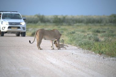 Çöldeki bir aslanın güzel bir fotoğrafı.