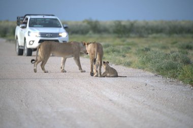 Etoşa 'daki vahşi aslan.