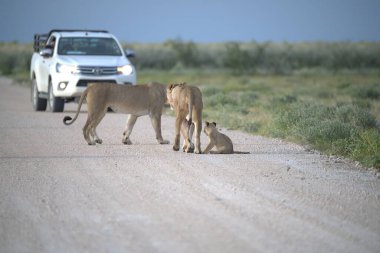 Çölde bir grup aslan.