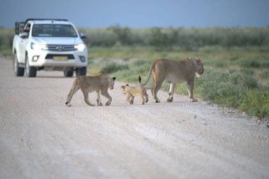 Savanadaki bir grup aslan.