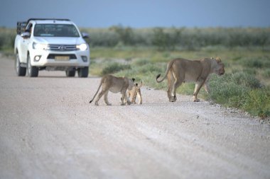 Namibya 'daki genç vahşi aslanlar
