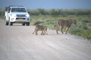 Genç aslan ve annesi yolda yürüyor.
