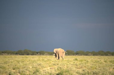 Kenya savanındaki büyük beyaz fil.