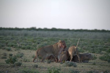 Çölde bir grup aslan.