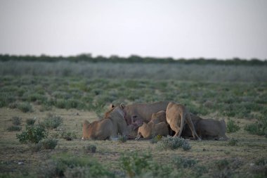 Savanadaki bir grup aslan.