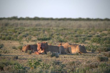 Bir aslan sürüsü tarlada yürüyor.