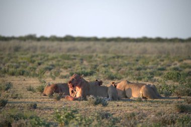 Çölde bir grup at.