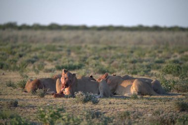 Vahşi hayatta bir grup aslan.