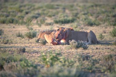 Vahşi hayvanlar, Afrikalı vahşi yaşam