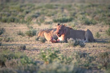 Vahşi atlar tarlada
