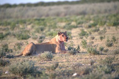Çölde vahşi bir aslan