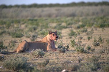 Çöldeki vahşi aslanlar