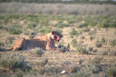 Savanadaki vahşi aslanlar