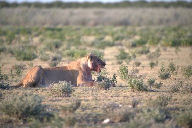 Afrika çölünde vahşi bir aslan.