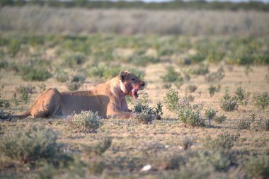 red bear in the grass